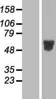 MKNK2 / MNK2 Protein (Over-Expression Lysate Myc-DDK (Flag))