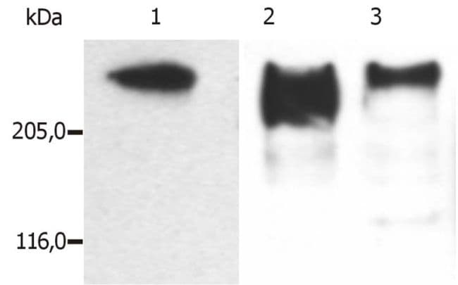 MAP2 Antibody (clone MT-01)
