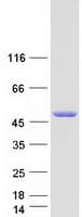 Human STAMBP / AMSH Protein (Recombinant Myc-DDK (Flag))