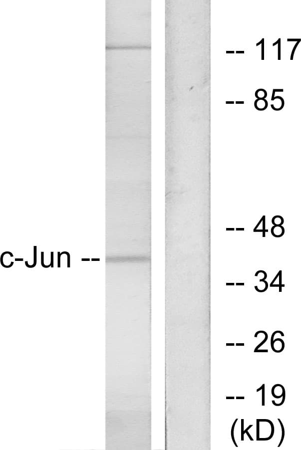 JUN / c-Jun Antibody (aa40-89)