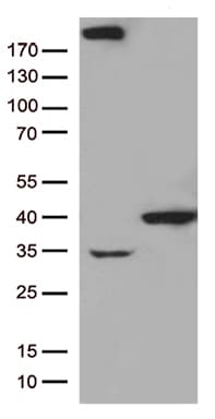 GTF2H3 Antibody (aa1-241, clone OTI6E12)