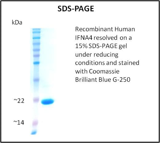 Human IFNA4 / Interferon Alpha 4 Protein (Recombinant)