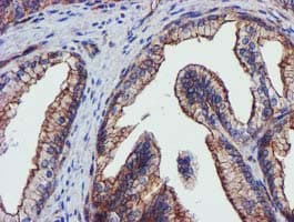 EPN2 Antibody (clone OTI1E4)