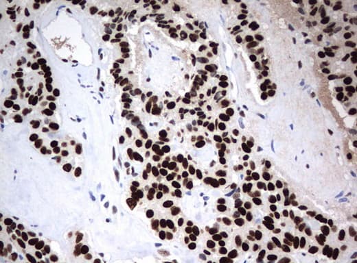 ZSCAN18 / ZNF447 Antibody (clone UMAB114, Carrier-free)