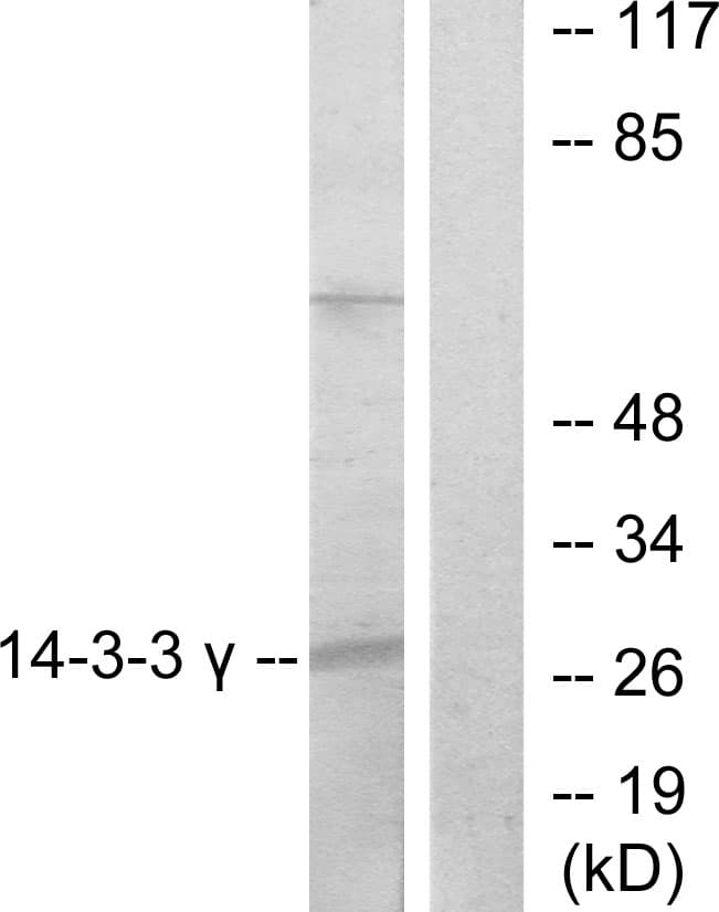 YWHAG / 14-3-3 Gamma Antibody (aa51-100)