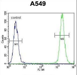 SPRING / TRIM9 Antibody (aa648-676)