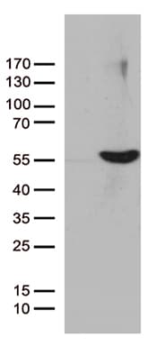 UBA3 / UBE1C Antibody (aa1-463, clone OTI1B10)