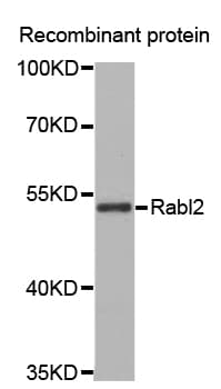 RABL2A Antibody