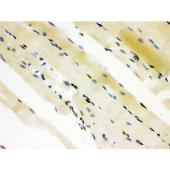 CTBP2 Antibody (aa321-445)