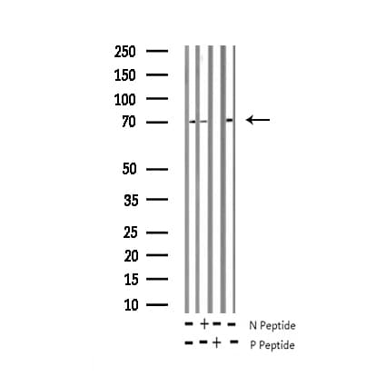 DPYSL2 / CRMP2 Antibody (phospho-Thr514)
