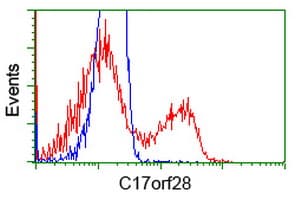 Monoclonal Mouse anti-Human HID1 / C17orf28 Antibody (clone OTI2H6, IF, WB)