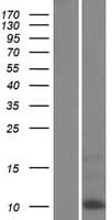 KRTAP6-2 Protein (Over-Expression Lysate Myc-DDK (Flag))