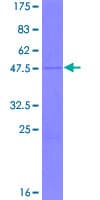 Human MRPL30 Protein (Recombinant GST)