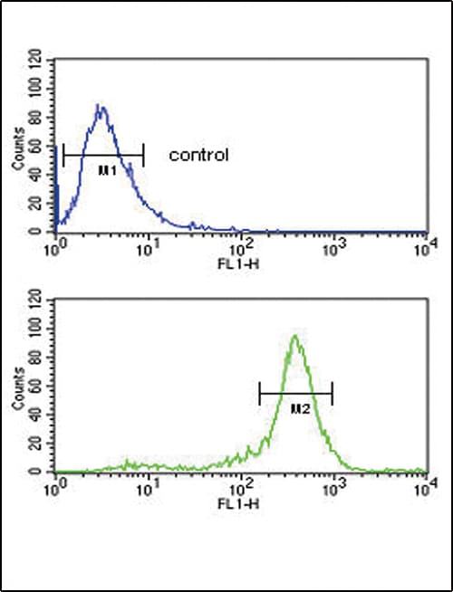 IHC-plus™ CALR / Calreticulin Antibody