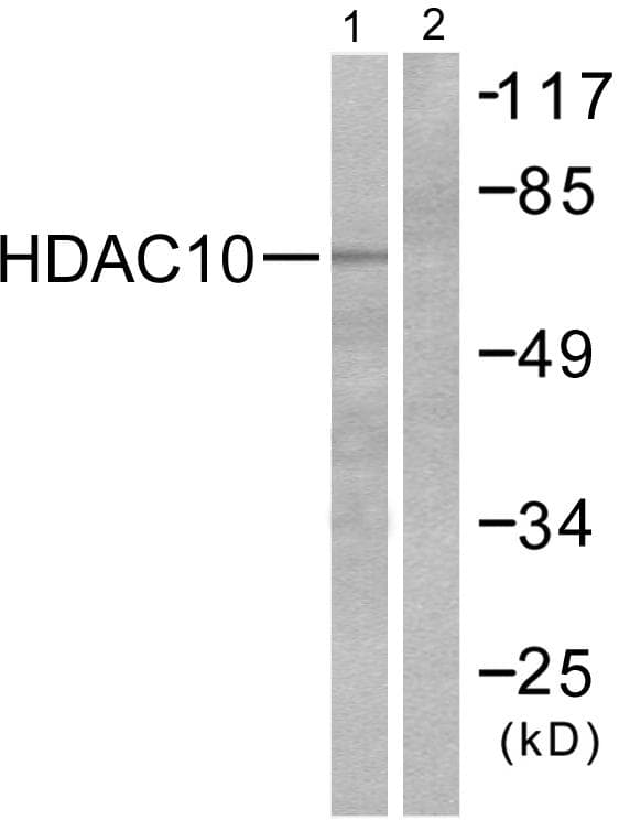 HDAC10 Antibody