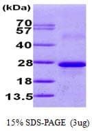 Human Calneuron-1 / CALN1 Protein (Recombinant His)