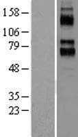 KCNC4 / Kv3.4 Protein (Over-Expression Lysate Myc-DDK (Flag))