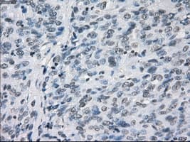 LTA4H / LTA4 Antibody (clone OTI2C5)