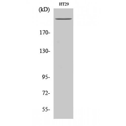 IHC-plus™ POLR2A / RNA polymerase II Antibody (1560-1640 aa)