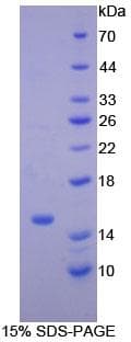 Mouse NPPB / BNP Protein (Recombinant 6His-SUMO, N-terminus)