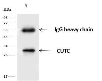 CUTC Antibody