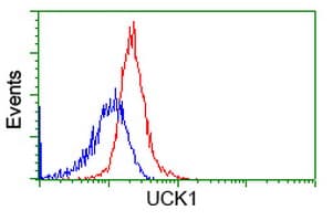 Monoclonal Mouse anti-Human UCK1 Antibody (clone OTI1A12, IF, WB)