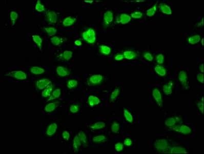 HIST1H3A Antibody