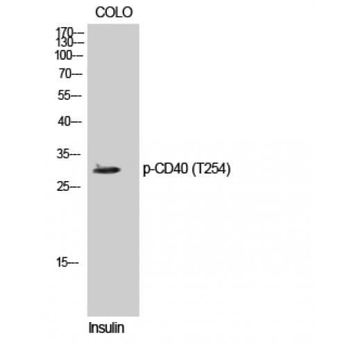 CD40 Antibody (190-270 aa)