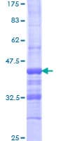 Human ACLP / AEBP1 Protein (Recombinant GST, N-terminus)
