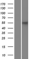 KLC3 Protein (Over-Expression Lysate Myc-DDK (Flag))