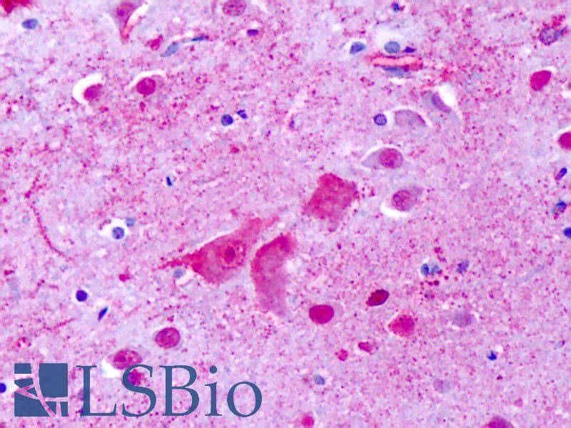IHC-plus™ GPR137 Antibody (Cytoplasmic Domain)