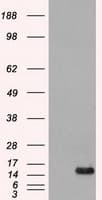 FGF1 / Acidic FGF Antibody (clone OTI4D2)