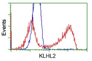 KLHL2 / MAV Antibody (clone OTI8B8)