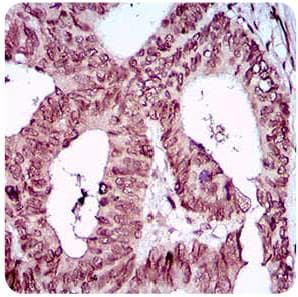 ZEB1 / AREB6 Antibody (aa800-1124, clone 2A8A6)