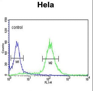 Polyclonal Rabbit anti-Human RFC5 Antibody (aa170-200, WB)