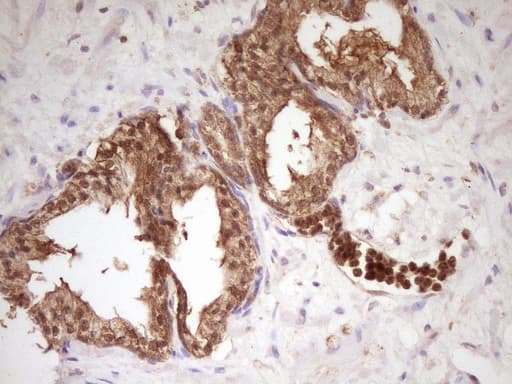 HnRNP-E1 / PCBP1 Antibody (aa1-225, clone OTI3D12, Carrier-free)