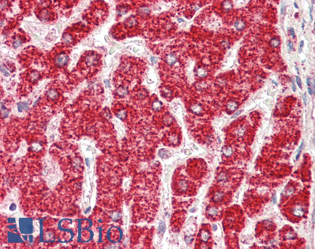 IHC-plus™ ETFB Antibody (aa152-165)