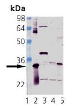 IHC-plus™ HMOX1 / HO-1 Antibody
