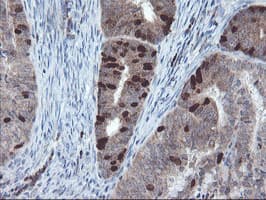 XTP4 / C17orf37 Antibody (clone OTI2D5)