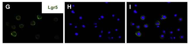 GPR49 / LGR5 Antibody (aa250-550, clone OTI2A2)
