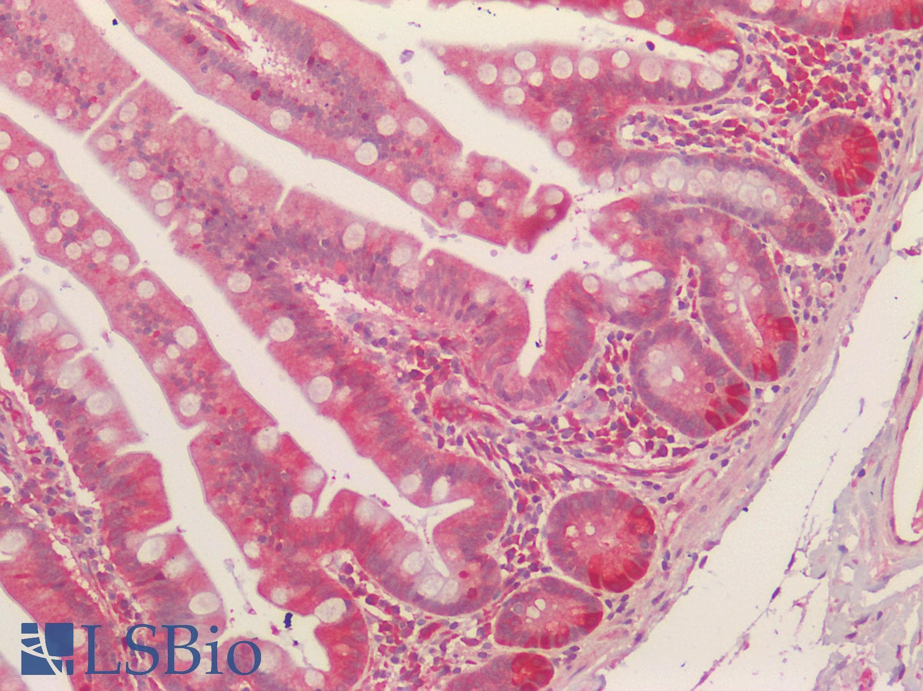 IHC-plus™ NQO1 Antibody (C-Terminus)