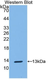 S100A10 Antibody (aa1-95)