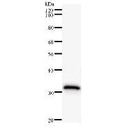 ID2 Antibody (clone 2457C5a)