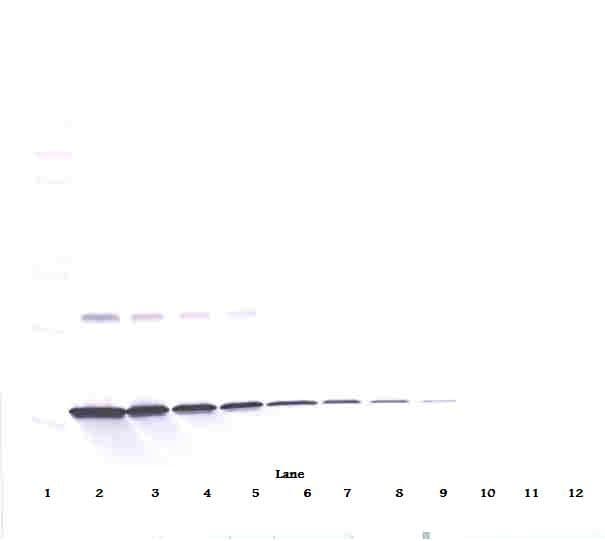 Monoclonal Mouse anti-Human IFN Gamma / Interferon Gamma Antibody (WB)