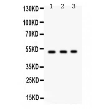 FUT1 / HSC Antibody (aa134-164)