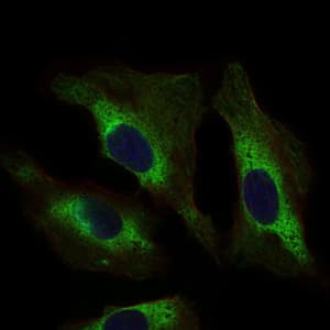 STAT5A Antibody (clone 6D4)