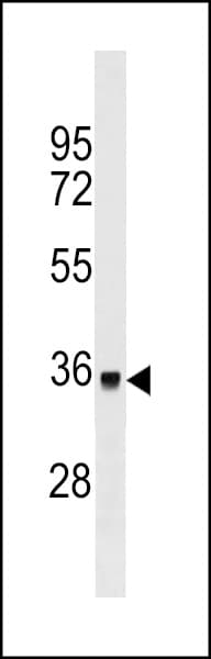 Monoclonal Mouse anti-Human TOR1A / Torsin A Antibody (WB)