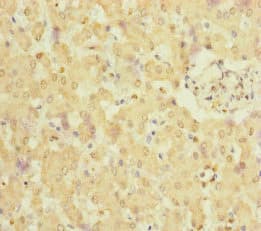 NELL1 Antibody