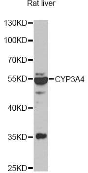 CYP3A4 / Cytochrome P450 3A4 Antibody