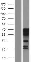 HNRNP-E2 / PCBP2 Protein (Over-Expression Lysate Myc-DDK (Flag))